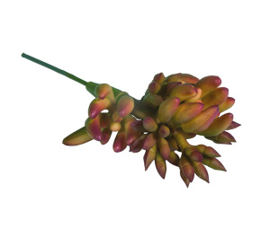 Декоративный суккулент "Овата". Арт 55858000