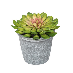 Цветок декоративный в кашпо "Эхеверия". Арт 109967-050