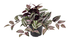 Цветок декоративный в кашпо ""Традесканция зебрина", 20 см, розовые полоски. Арт 119904-700