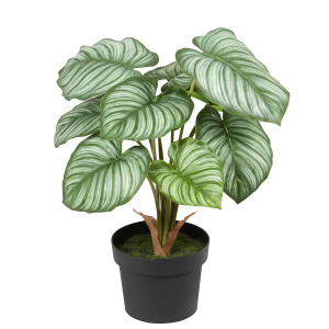 Цветок декоративный в кашпо "Калатея". Арт 107734-808