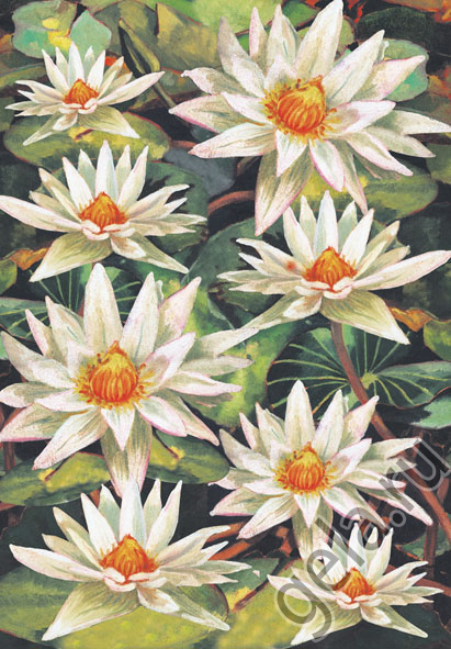 Карта для декупажа "Водяная лилия". Арт DFG270                  