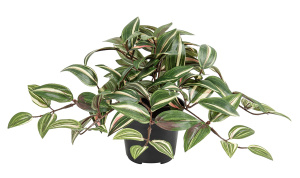 Цветок декоративный в кашпо "Традесканция зебрина", 20 см, светлые полоски. Арт 119904-801