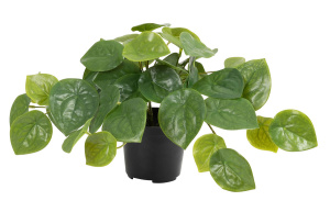 Цветок декоративный в кашпо "Пеперомия", 43 веточки, 22 см, цвет зеленый. Арт 119906-800