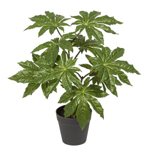 Цветок декоративный в кашпо "Аралия". Арт 107718-800