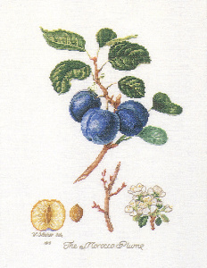 Набор для вышивания "Слива Morrocco", канва лён 36 ct. Арт 2059                    