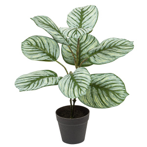 Цветок декоративный в кашпо "Калатея". Арт 107721-808