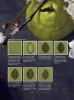 Книга "Botanica.12 авторских дизайнов с цветами и плодами. Объемная вышивка шерстью от Джули Книдл". Арт 978-5-00141-743-9