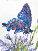 Набор для вышивания  "Синий махаон". Арт 03.015.19