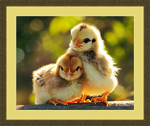 Набор для вышивания бисером «Цыплята». Арт А406