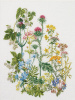 Набор для вышивания "Травы", канва аида 18 ct. Арт 424A                    