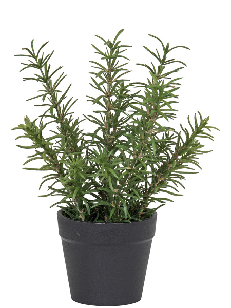Цветок декоративный в кашпо "Розмарин". Арт 106286-800