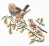 Набор для вышивания "Сойки", канва лён 36 ct. Арт 2022                    