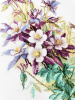 Набор для вышивания "Аквилегия". Арт 06.002.75