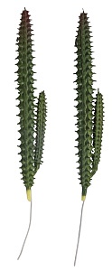 Декоративное растение "Столбчатый кактус"
