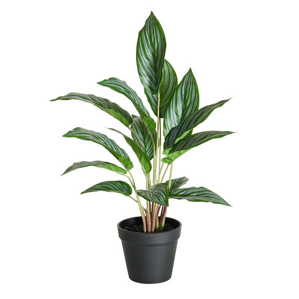 Цветок декоративный в кашпо "Калатея". Арт 107725-808